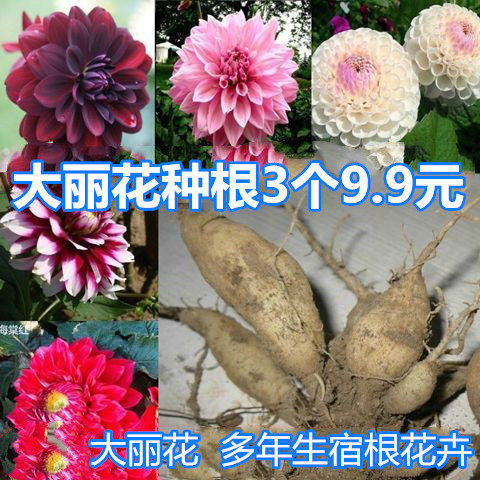 大理大力球根大丽花种球