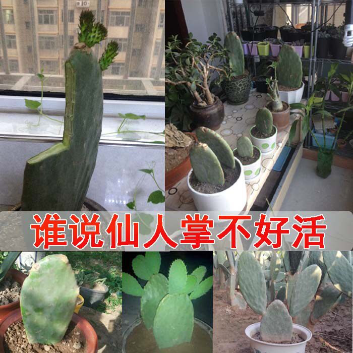 仙人掌科黄大刺仙人掌盆栽嫁接蟹爪兰多肉植物米邦塔叶片可扦插