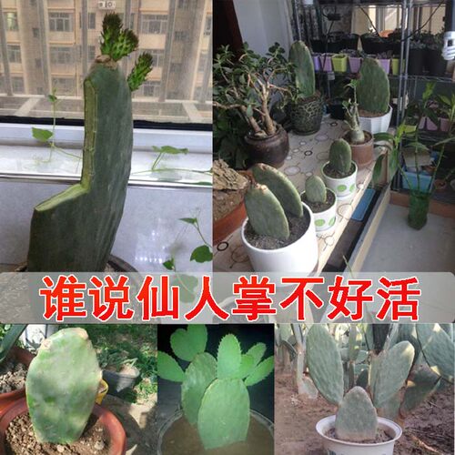 仙人掌科黄大刺仙人掌盆栽嫁接蟹爪兰多肉植物米邦塔叶片可扦插