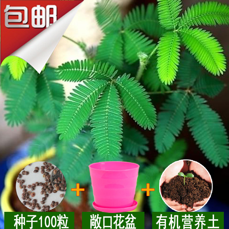 植物种子盆栽含羞草