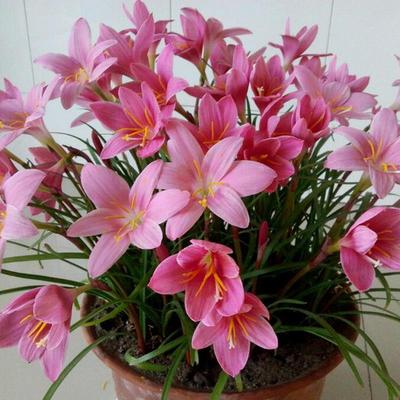 四季兰花四季开花种球