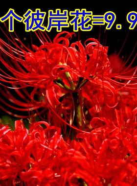盆栽种球菜菜芽四季彼岸花