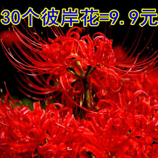 彼岸花盆栽曼珠沙华花种子种孑红花换锦石蒜大种球室内外四季花卉