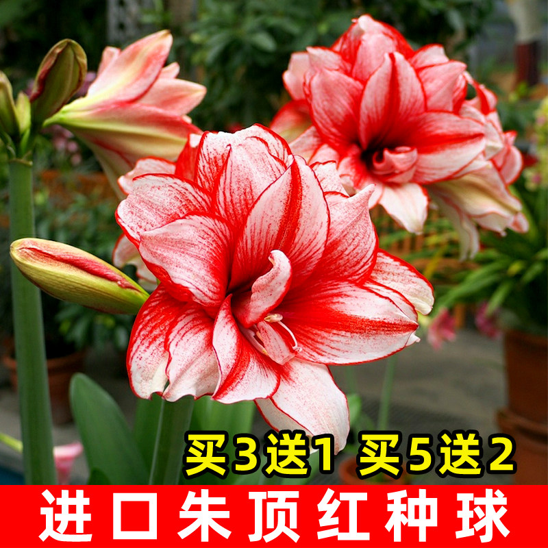 荷兰进口重瓣朱顶红种球大球大花地栽球根花苗新到货耐热盆栽花卉