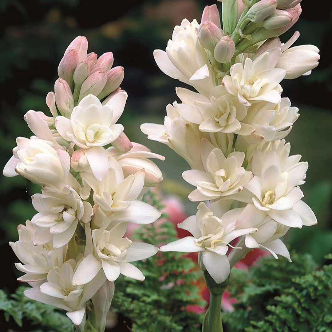重瓣晚香玉种球盆栽地栽纯白浓香花卉植物室外阳台多年生宿根