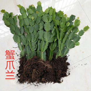 蟹爪兰盆栽10棵装苗仙人掌嫁接蟹爪兰盆栽蟹爪兰花苗蟹爪花兰多色
