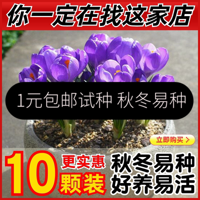 秋冬种植药用藏红花种球