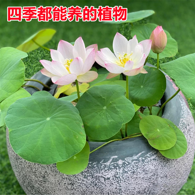 莲籽莲蓬种子水培植物四季盆栽睡莲种子水生睡莲荷花苗种种藕根