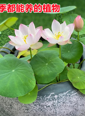 莲籽莲蓬种子水培植物四季盆栽睡莲种子水生睡莲荷花苗种种藕根