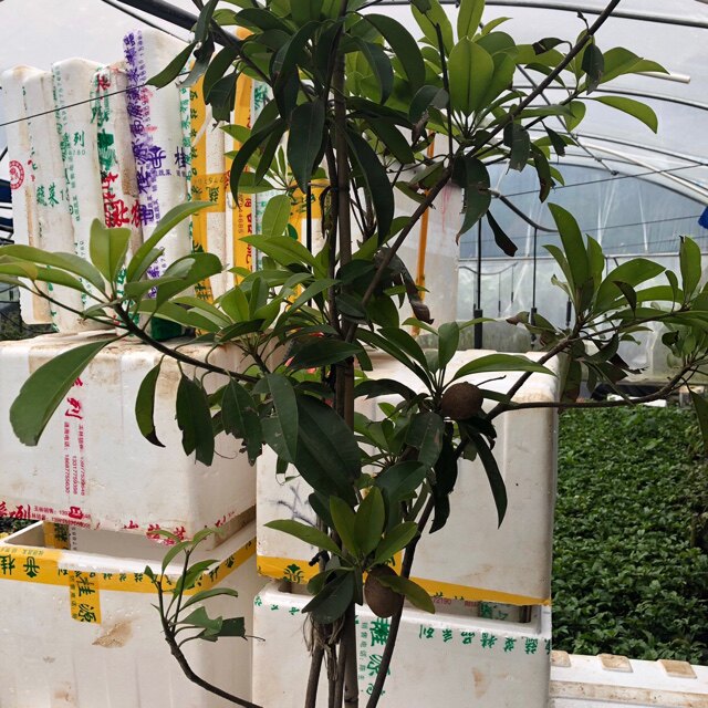 四季人心果树苗嫁接苗当年结果室内盆栽地栽南方种植广西人心果苗