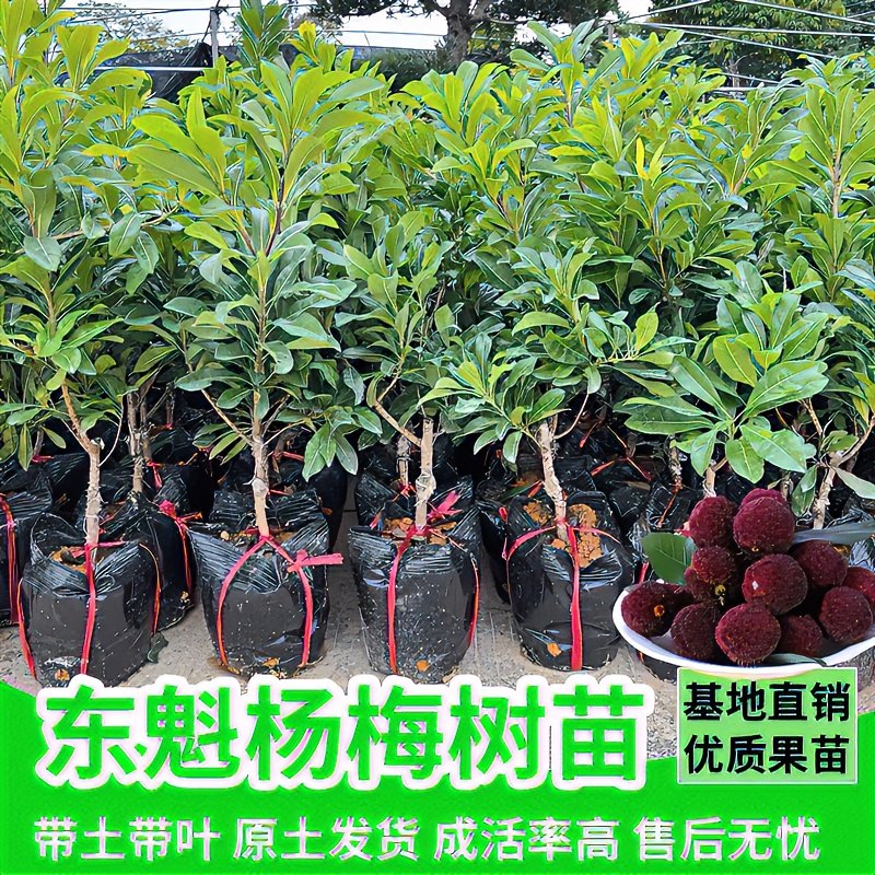 【一物一拍仙居】东魁黑炭杨梅嫁接苖南北方种植果树易种活好管理