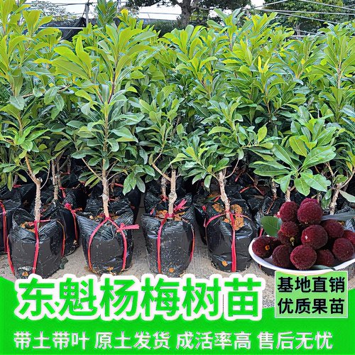 【一物一拍仙居】东魁黑炭杨梅嫁接苖南北方种植果树易种活好管理