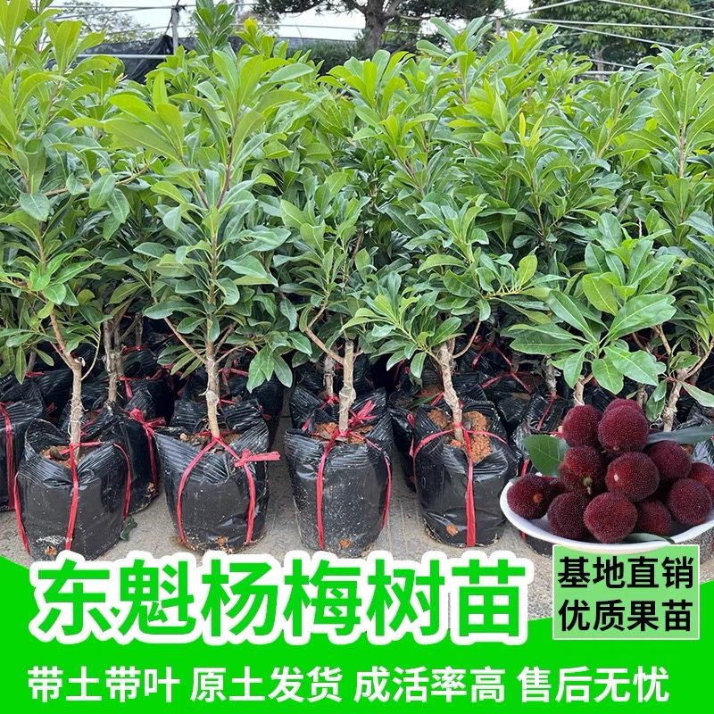 正宗三年仙居杨梅果树苗】东魁黑炭杨梅树嫁接苖南北方种植果树