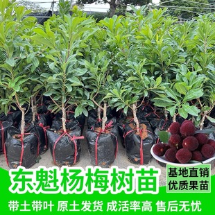 正宗三年仙居杨梅果树苗】东魁黑炭杨梅树嫁接苖南北方种植果树