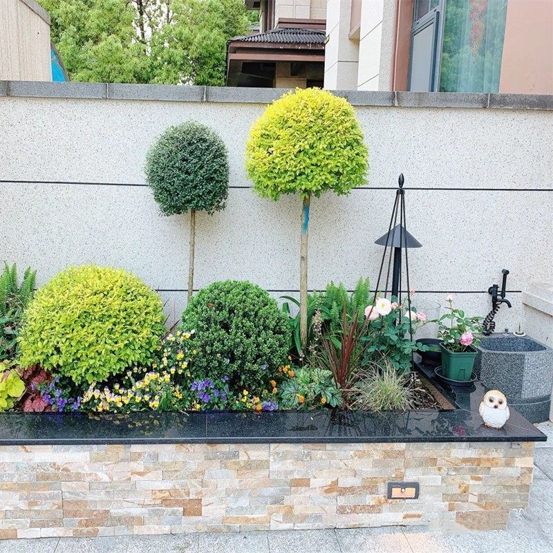 花镜植物川滇蜡树亮金女贞蓝冰柏棒棒糖系列庭院造型盆栽观叶植物