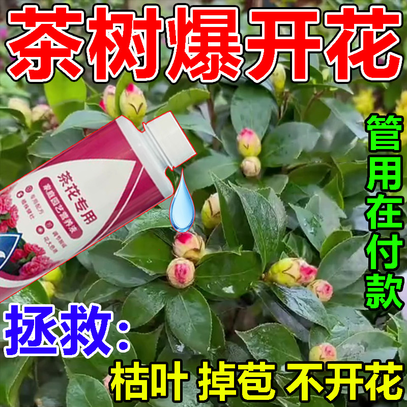 山茶花专用营养液茶树开花专用肥促开花爆花治黄叶落叶掉苞不开花,鲜花速递/花卉仿真/绿植园艺,家庭园艺肥料,淘宝优惠券,粉丝福利购,淘宝优惠卷
