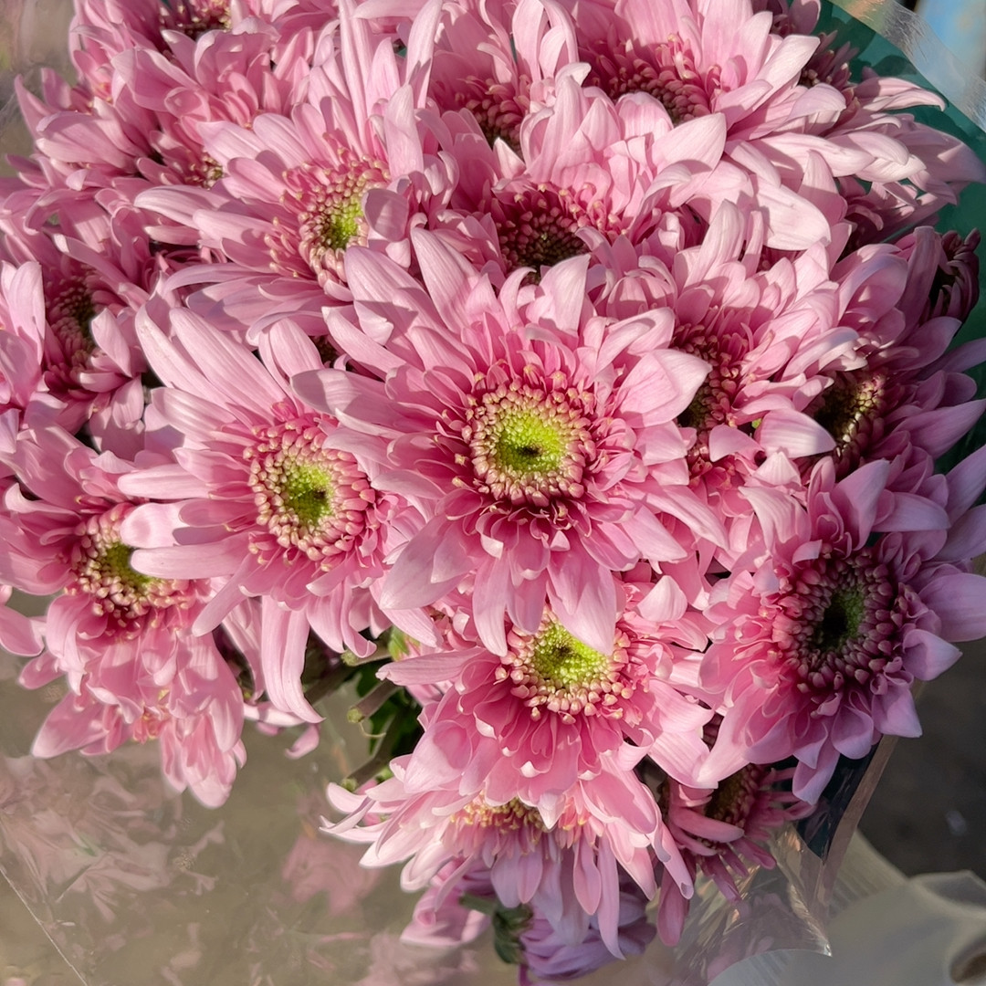 花努力弥勒粉 不包邮,鲜花速递/花卉仿真/绿植园艺,淘宝优惠券,粉丝福利购,淘宝优惠卷