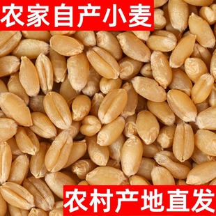 小麦粒小麦种子麦子可发芽小麦草种子食用猫草种子籽磨面药引煮粥