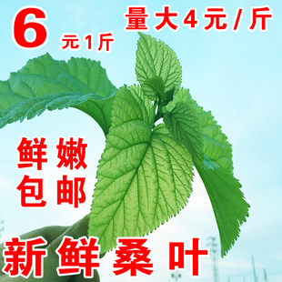 新鲜桑叶新鲜蚕宝宝学生养蚕桑叶喂蚕大叶小蚕鲜嫩活蚕卵基地现摘