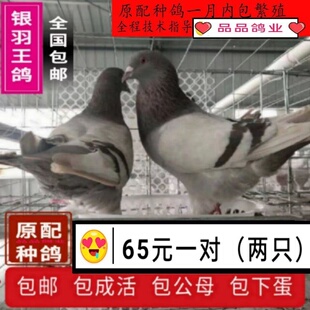 鸽子活 一对 银王鸽 白羽王种鸽 可繁殖肉鸽小鸽 幼鸽 青年鸽