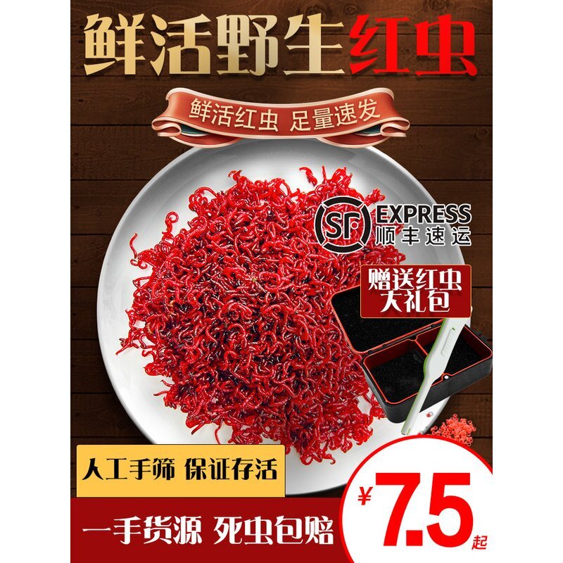 鲜活红虫特大号公赤虫活体活饵喂鱼拉饵鲫鱼野钓饵料钓鱼蚯蚓鱼食