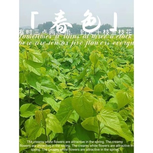 桑叶新鲜广西学生科学养蚕宝宝专用鲜嫩纯叶片当日发货包邮