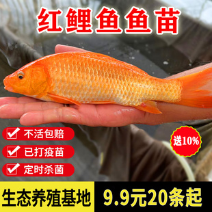红鲤鱼苗兴国荷包红鲤鱼观赏鱼冷水鱼淡水养殖鱼苗活体包邮