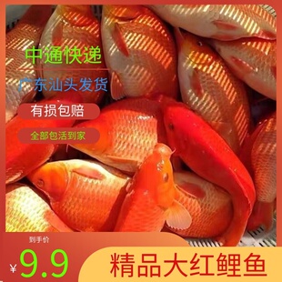 精品大红鲤鱼苗荷包红鲤鱼苗兴国红鲤鱼苗可观赏淡水养殖鱼苗包邮