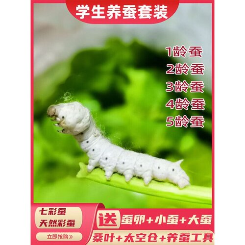 蚕宝宝学生养蚕套装活体蚕卵饲养盒大蚕12345龄新鲜桑叶彩蚕七彩