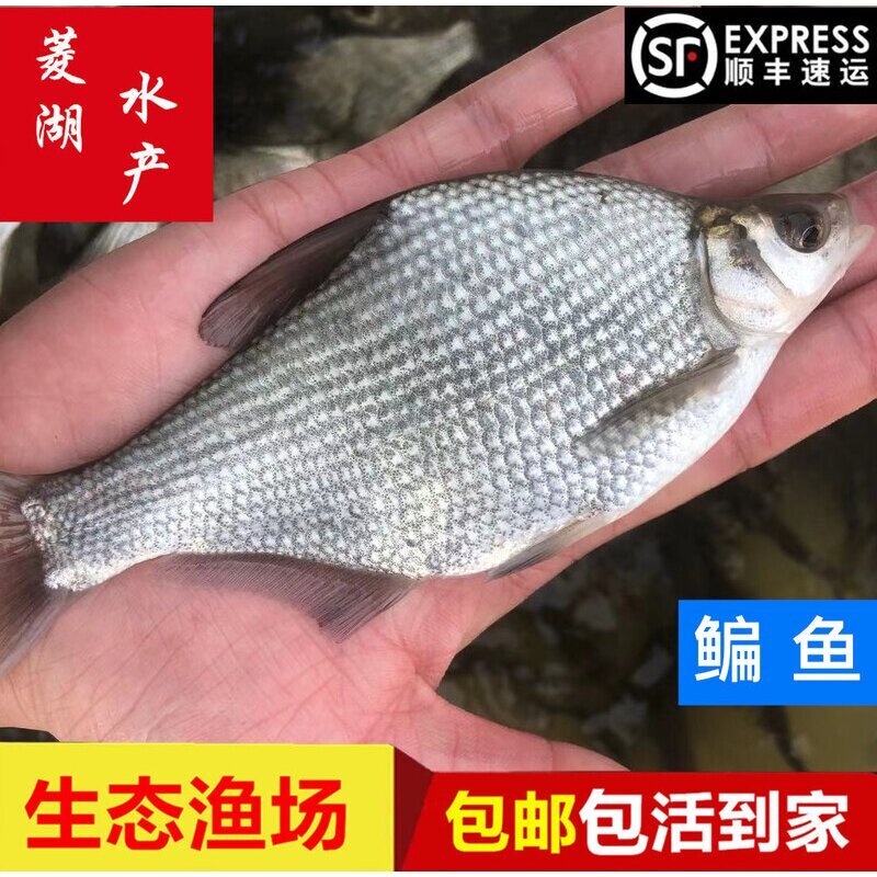 鳊鱼苗武昌鱼苗三角边三角鲂鱼苗柳叶活体扁鱼团头鲂养殖淡水鱼苗