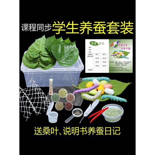 七彩蚕宝宝活体学生养蚕套装鲜桑叶白色金丝蚕卵运输包活12345龄