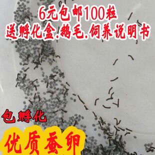 蚕卵包邮蚕宝宝活体蚕种春蚕卵蚕蚕籽送孵化盒送鹅毛新鲜桑叶