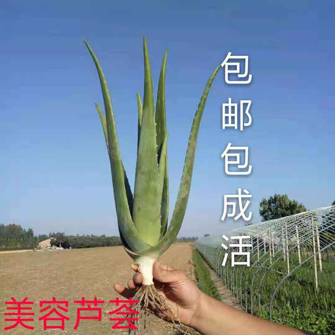 正品库拉索芦荟苗盆栽多肉植物美容灌肤补水食用室内外花卉小苗