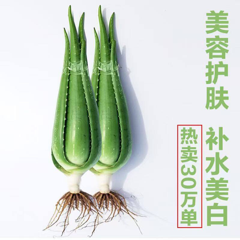 美国叶子灌肤食用包邮库拉索芦荟