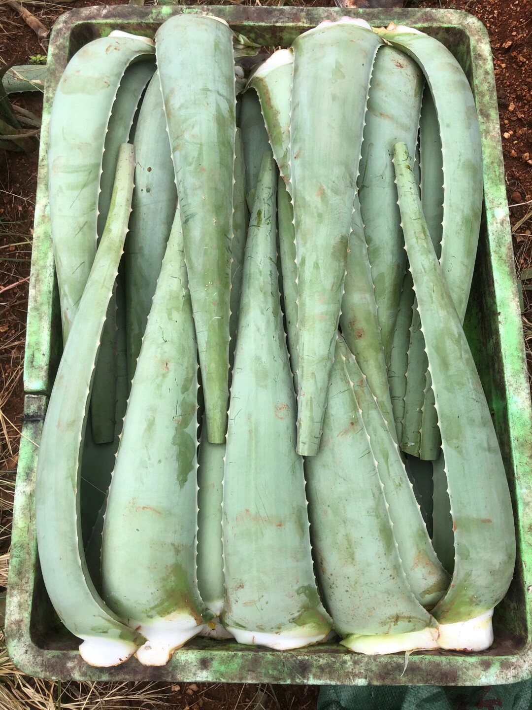 美国库拉索芦荟叶子新鲜大叶片芦荟美容奶芦荟灌肤食用吃包邮