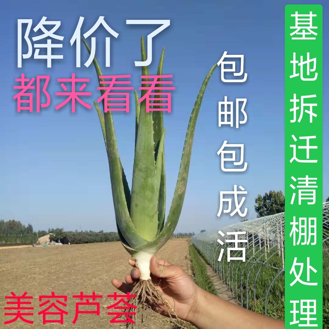 美国库拉索芦荟小苗盆栽芦荟灌肤专用食用新鲜芦荟植物