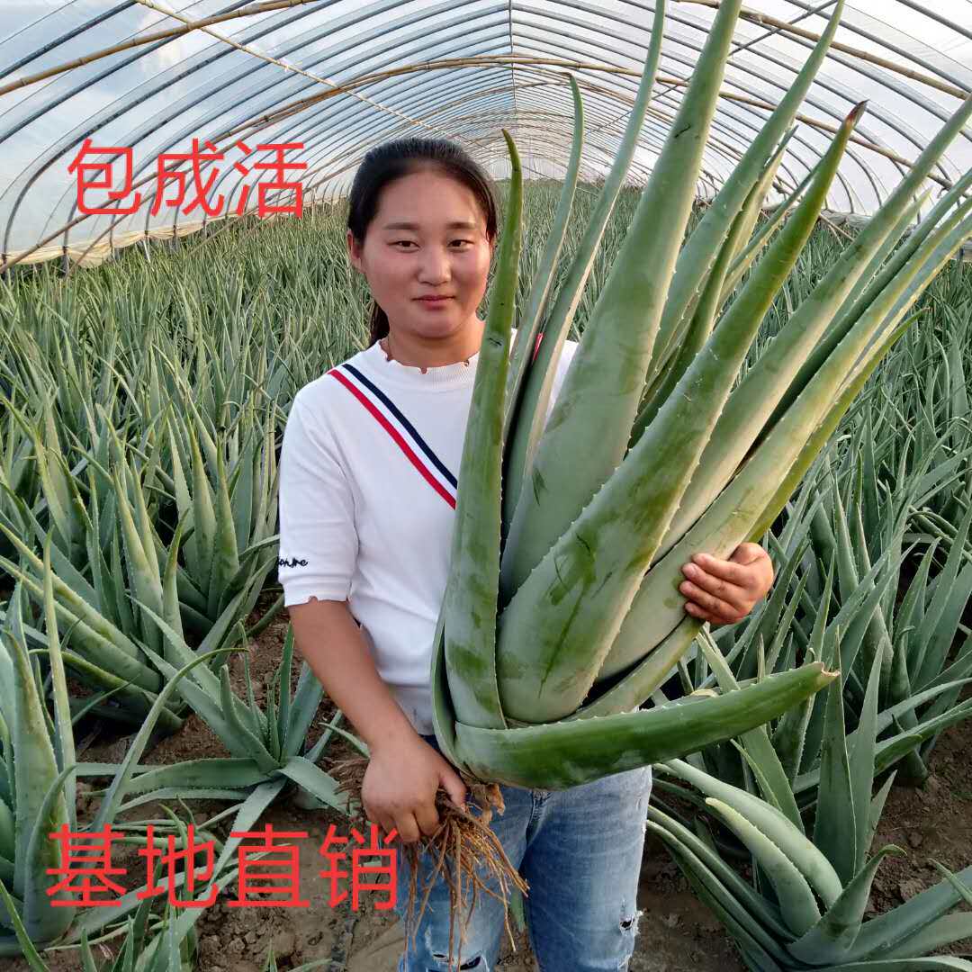 美国库拉索芦荟 美容院芦荟灌肤专用盆栽食用新鲜芦荟植物