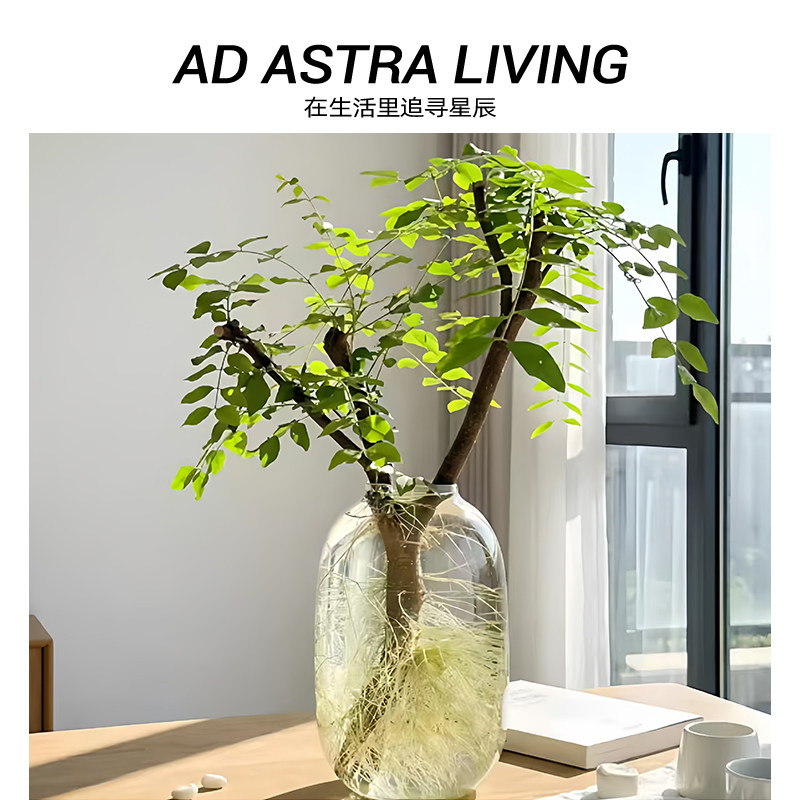 AD·ASTRA水培小叶女贞玻璃花瓶图片