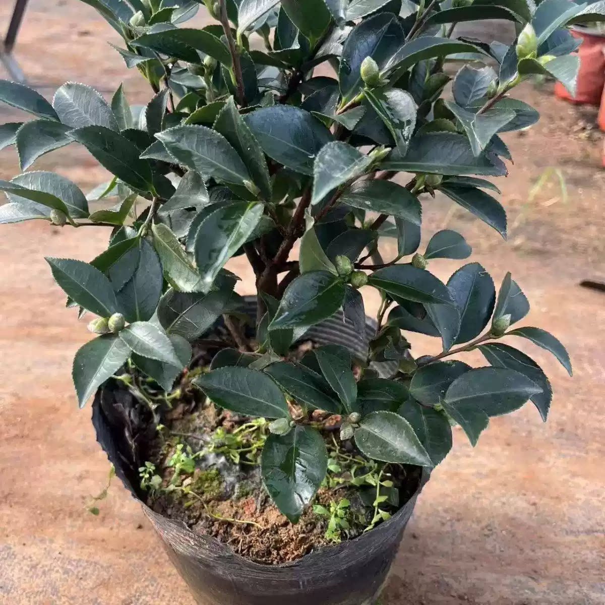 茶梅盆栽常青老桩带苞耐寒庭院