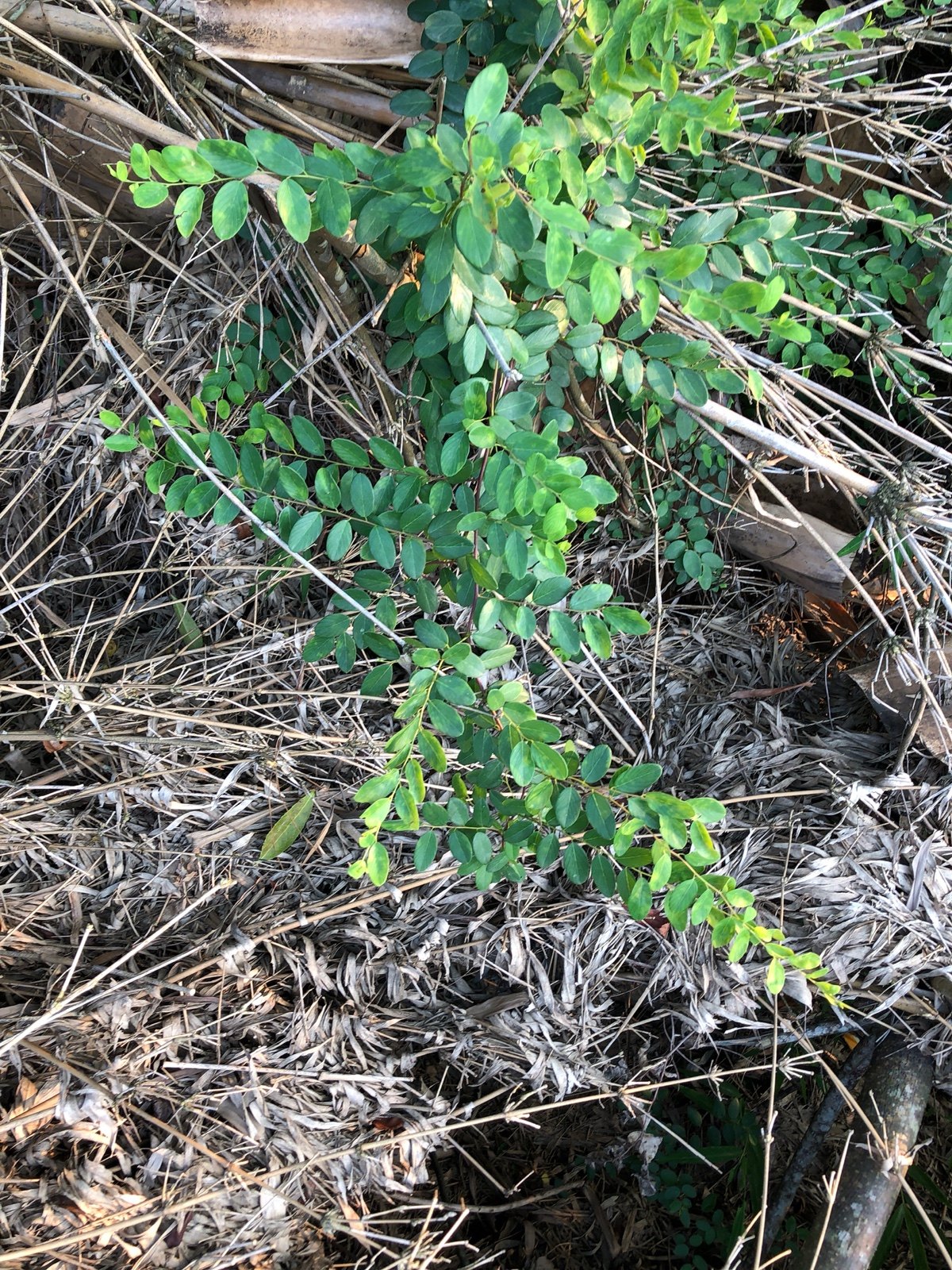 铁包金干品枝 叶500g 包邮乌龙根小叶铁细纹勾儿茶农家中草药材