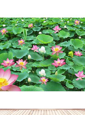 荷花荷叶荷池莲花墙贴画佛像背景装饰画绿色植物客厅壁画自粘定制
