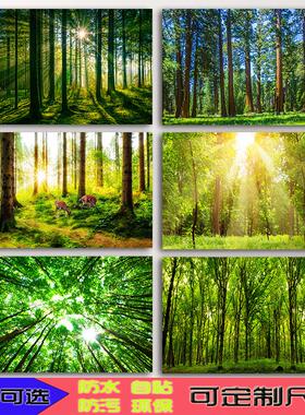 树林风景贴画简约客厅卧室挂画自然山水阳光树木绿色护眼海报墙贴