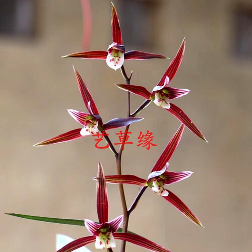 兰花苗寒兰铭品老种荷塘月色浓香鲜花卉盆栽绿植好养阳台室冬春