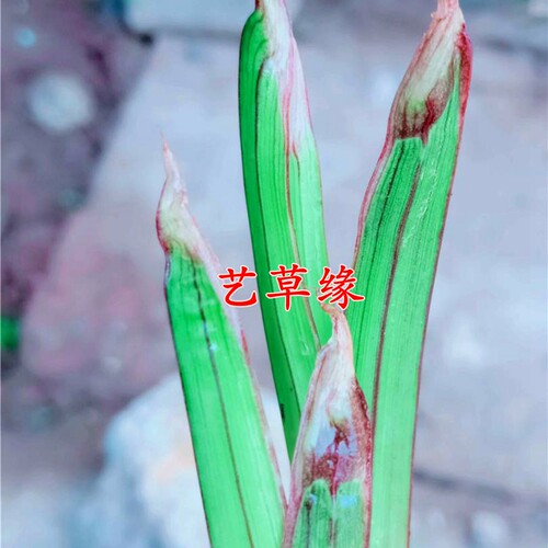 绿植矮种盆栽好养阳台夏季兰花苗