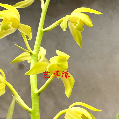 绿植盆栽好养阳台夏季兰花苗