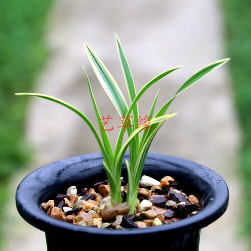 绿植盆栽好养阳台兰花苗