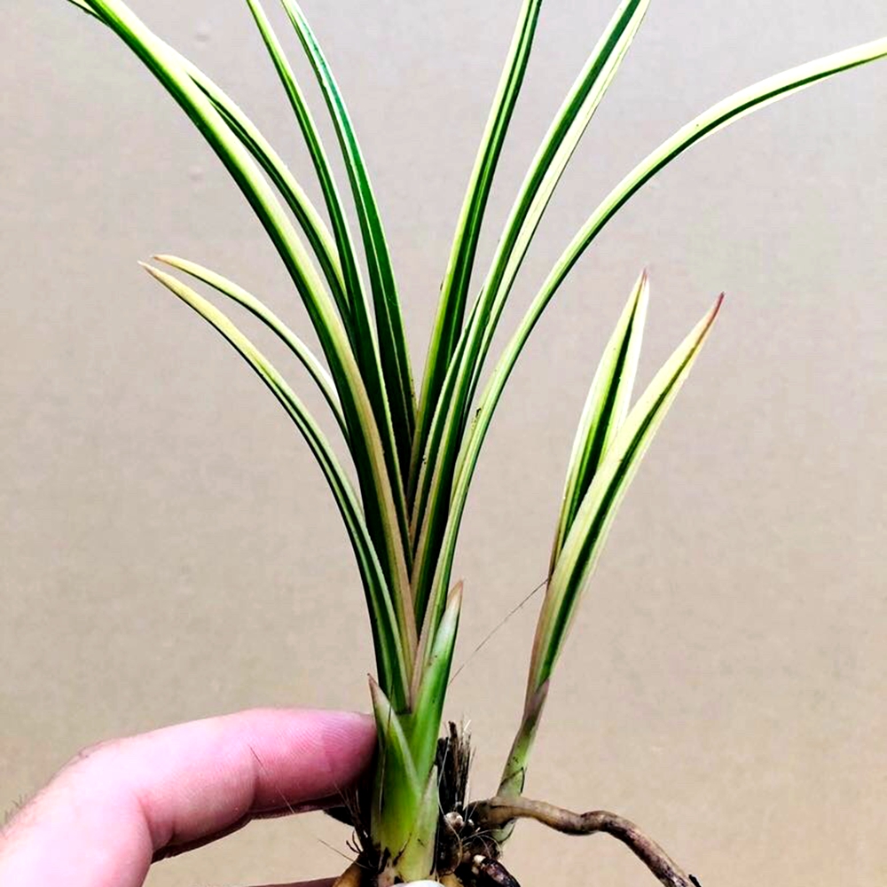 兰花苗金边绿植好养阳台盆栽