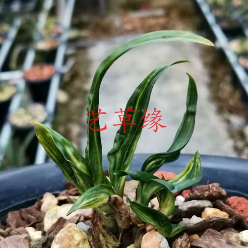 绿植水晶盆栽好养阳台兰花苗
