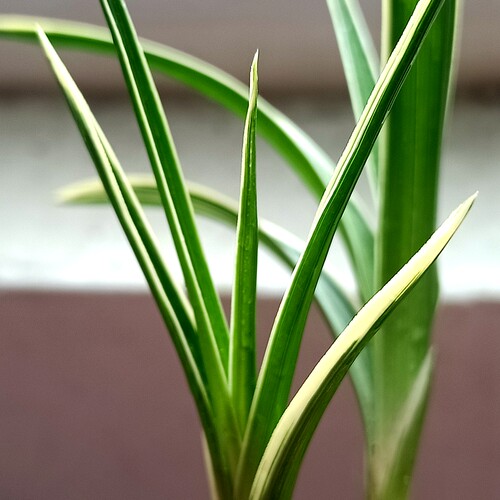 绿植盆栽好养阳台夏季兰花苗