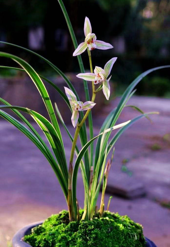 兰花苗莲瓣兰老种翠晶红轮 浓香鲜花卉盆栽绿植好养阳台室冬春花